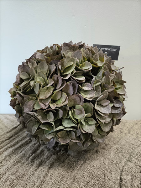 Hortensia bal
