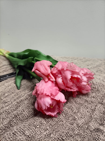 Krul tulp