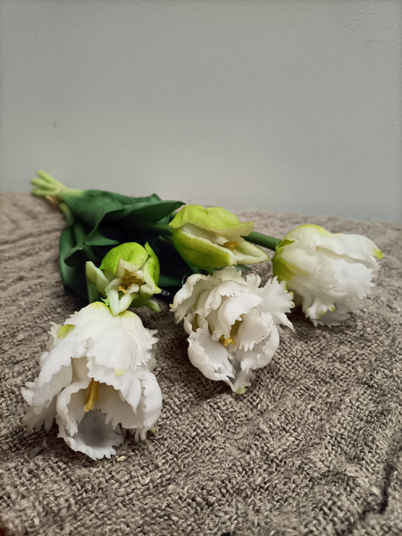Krul tulp