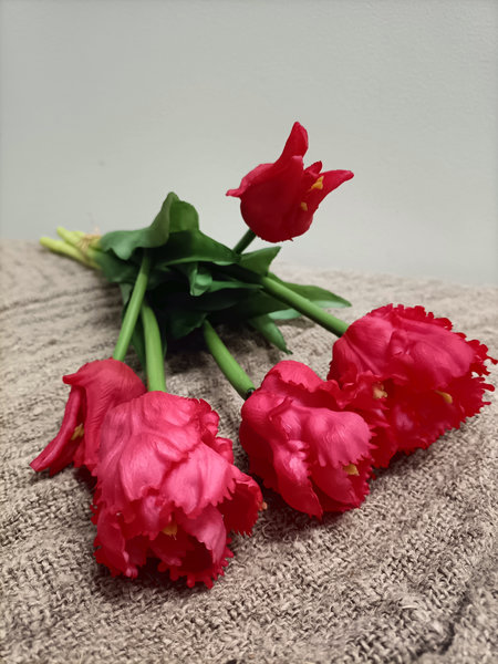 Krul tulp