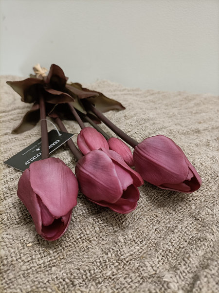 Tulpen