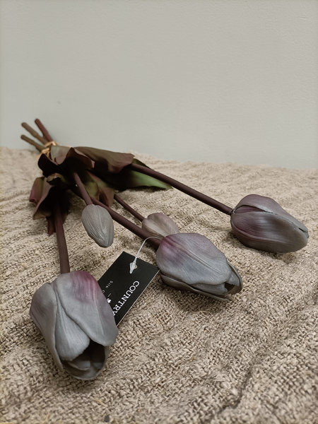 Tulpen