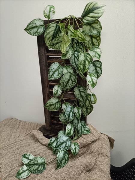 Calathea hanger