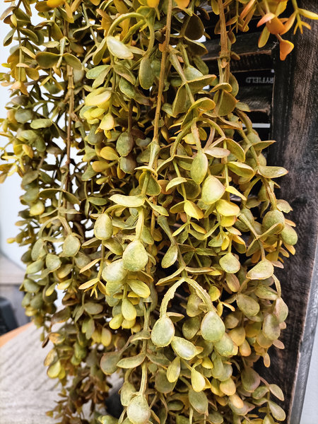 Buxus hanger